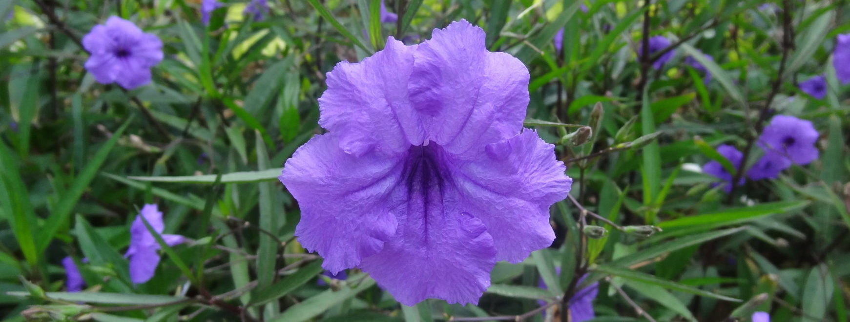 バリ島の紫の花